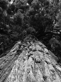 Low angle view of trees in forest