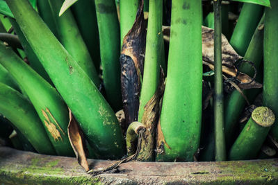 Close-up of cactus