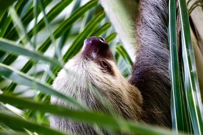 Close-up of a monkey looking away