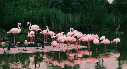 Reflection of trees in pond