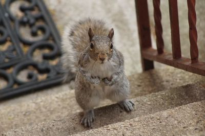 Portrait of squirrel on steps