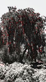 Low angle view of flowering tree against sky