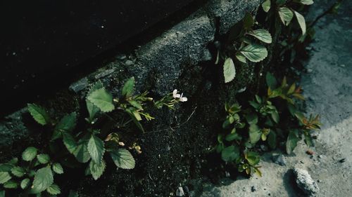 High angle view of flowering plants on field