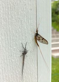 Close-up of spider on wall