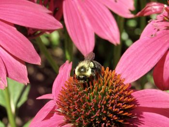 Close-up of bee pollinating on pink flower