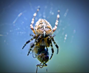 Close-up of spider on web