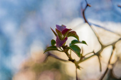 Close-up of flower against blurred background