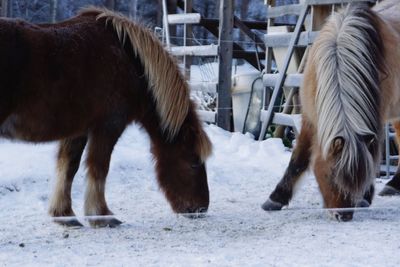Close-up of horses standing on snow field