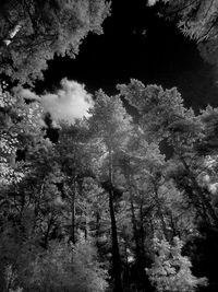 Low angle view of trees in forest