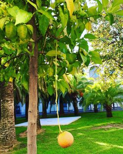 Plants growing on tree