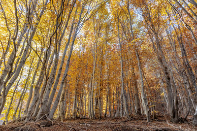 Low angle view of trees in forest during autumn