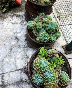 High angle view of succulent plant in basket