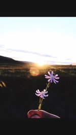 Close-up of flowering plant against sky during sunset