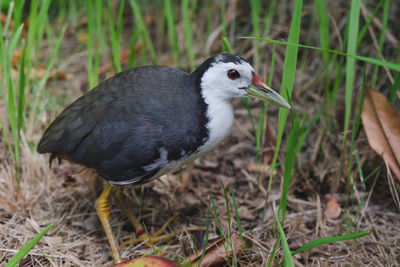 Close-up of a bird perching on a field