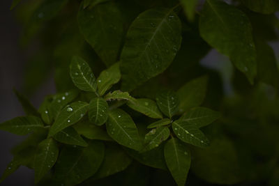 Close-up of wet plant