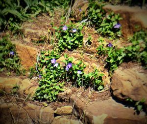 Plant growing on rocks