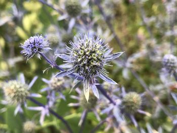 Close-up of purple thistle flower