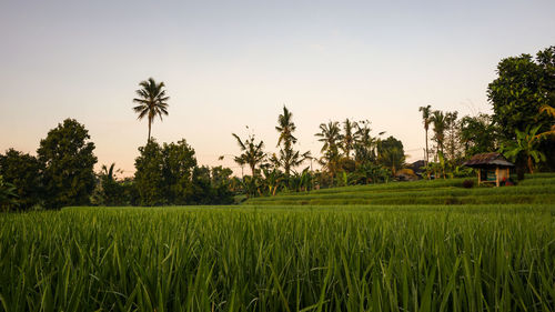 Scenic view of rice field against sky