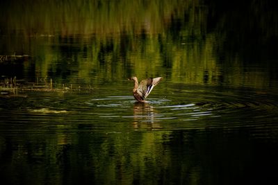 Swan swimming in lake