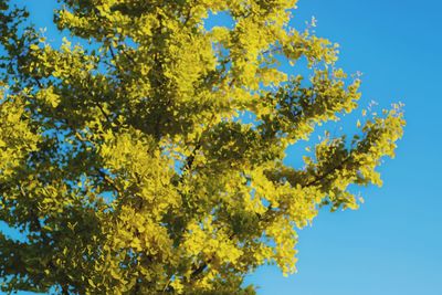 Low angle view of tree against clear blue sky