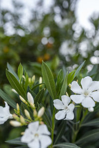 Close-up of white flowering plant
