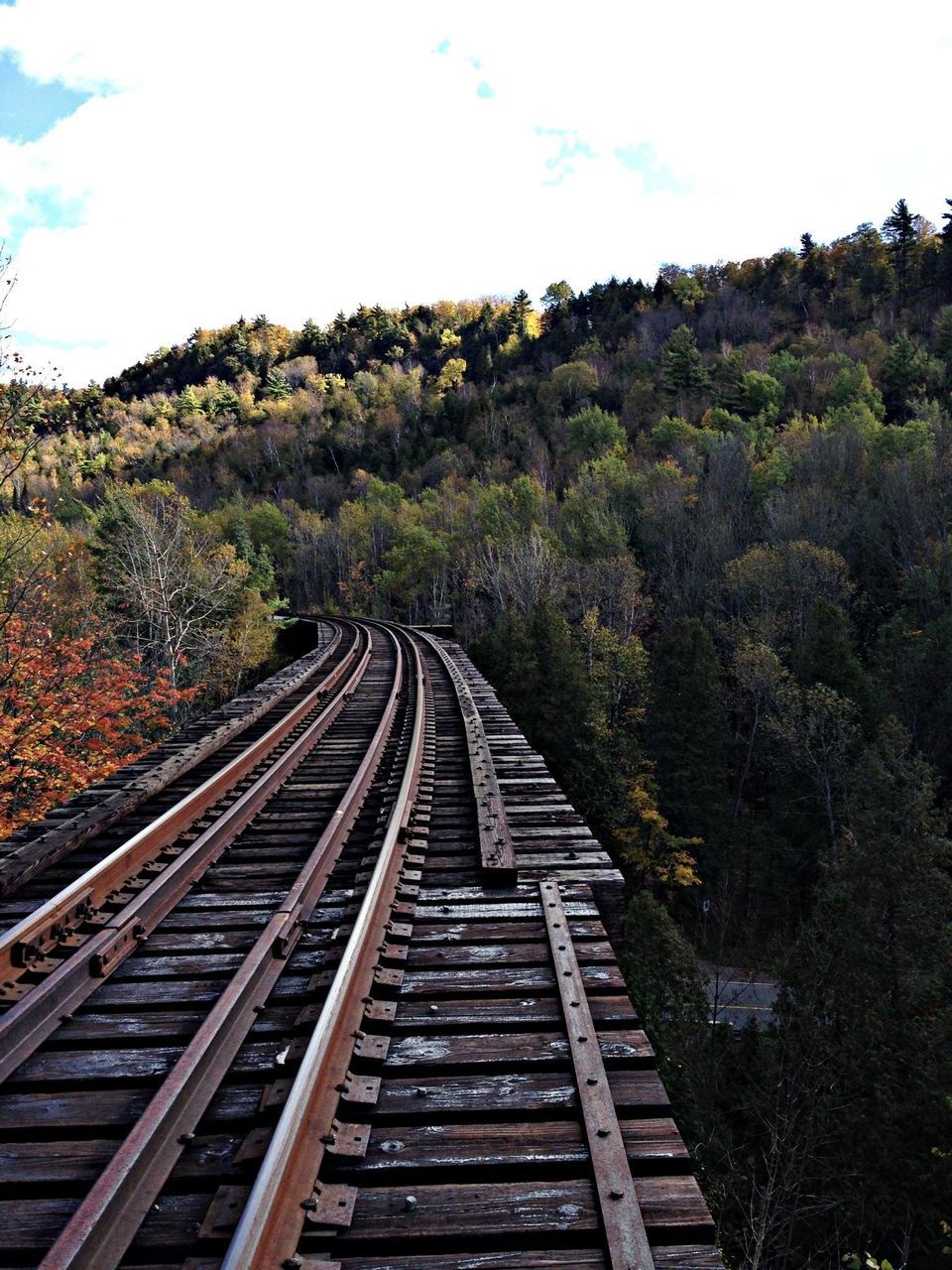 tree, the way forward, railroad track, tranquility, diminishing perspective, tranquil scene, forest, nature, vanishing point, sky, growth, rail transportation, landscape, day, beauty in nature, transportation, non-urban scene, scenics, plant, outdoors