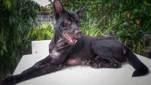 Close-up of black dog sitting outdoors