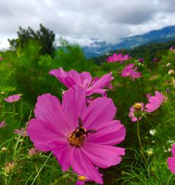 Close-up of pink cosmos flowers