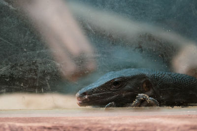 Lizard crawling on surface