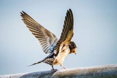 Barn swallow perching on railing against clear sky