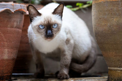 Portrait of cat sitting outdoors