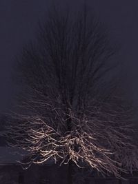 Bare trees against sky