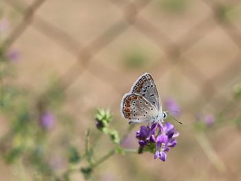 Close-up of butterfly pollinating on purple flower