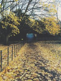 Close-up of yellow trees against sky