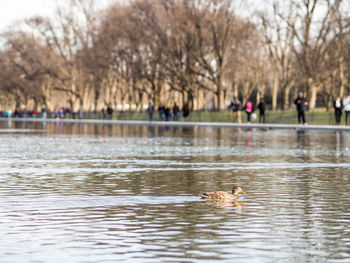 Ducks swimming in lake