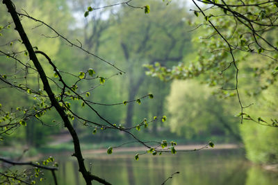 nature