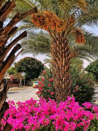 Pink flowering plants and trees in park