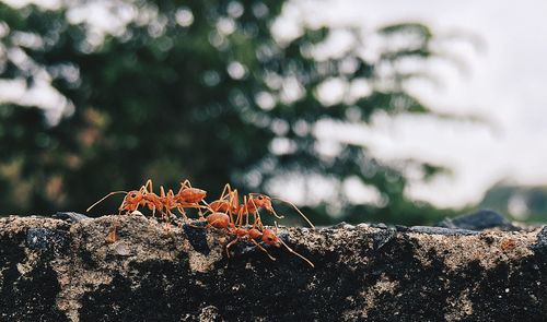 Close-up of insect on rock