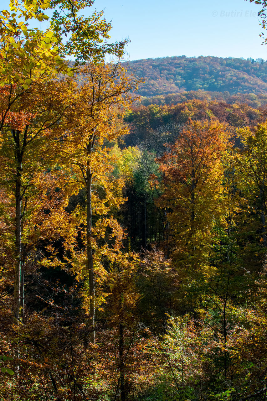 TREES AND PLANTS DURING AUTUMN