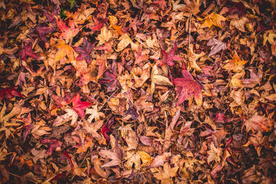 Full frame shot of autumn leaves