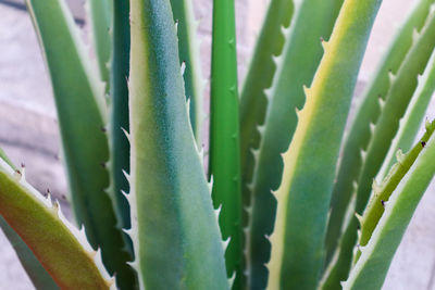 Green leafs of an aloe vera plant