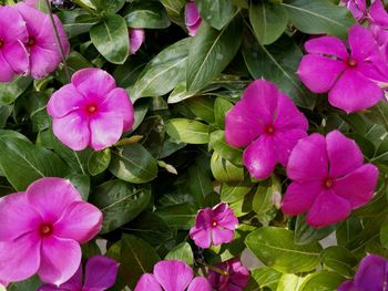 High angle view of pink flowers blooming in park