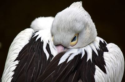 Close-up of a bird