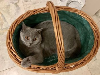 Portrait of cat in basket