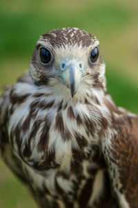 Close-up portrait of owl