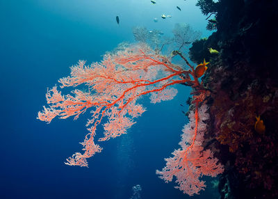 Low angle view of fish swimming in sea