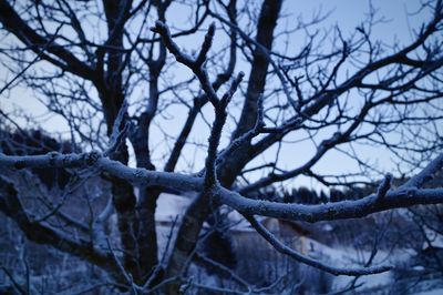 Close-up of bare tree during winter