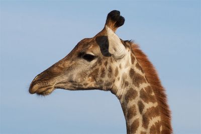 Close-up of a horse against clear sky
