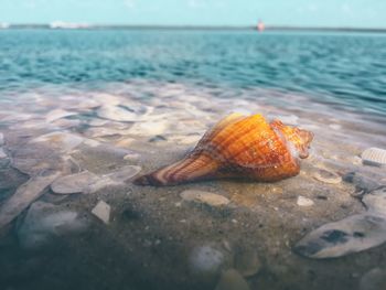 Close-up of shell on beach