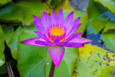 Close-up of purple water lily in lake